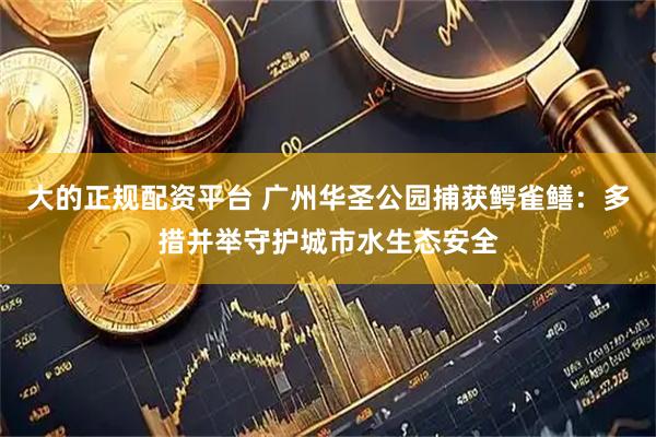 大的正规配资平台 广州华圣公园捕获鳄雀鳝：多措并举守护城市水生态安全