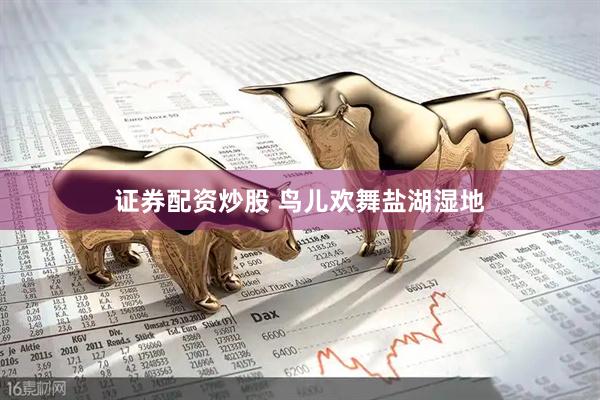 证券配资炒股 鸟儿欢舞盐湖湿地